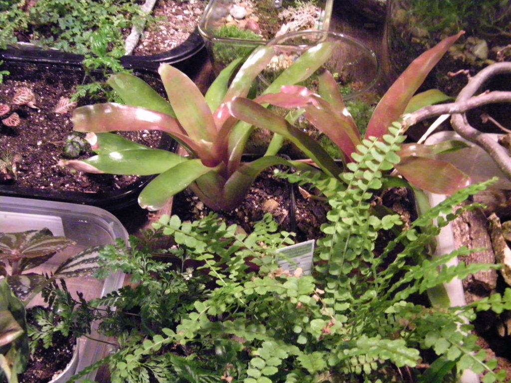 Neoregelia - nice jungle look, looks like it would get big but not much more than this. And button fern, so sweet
