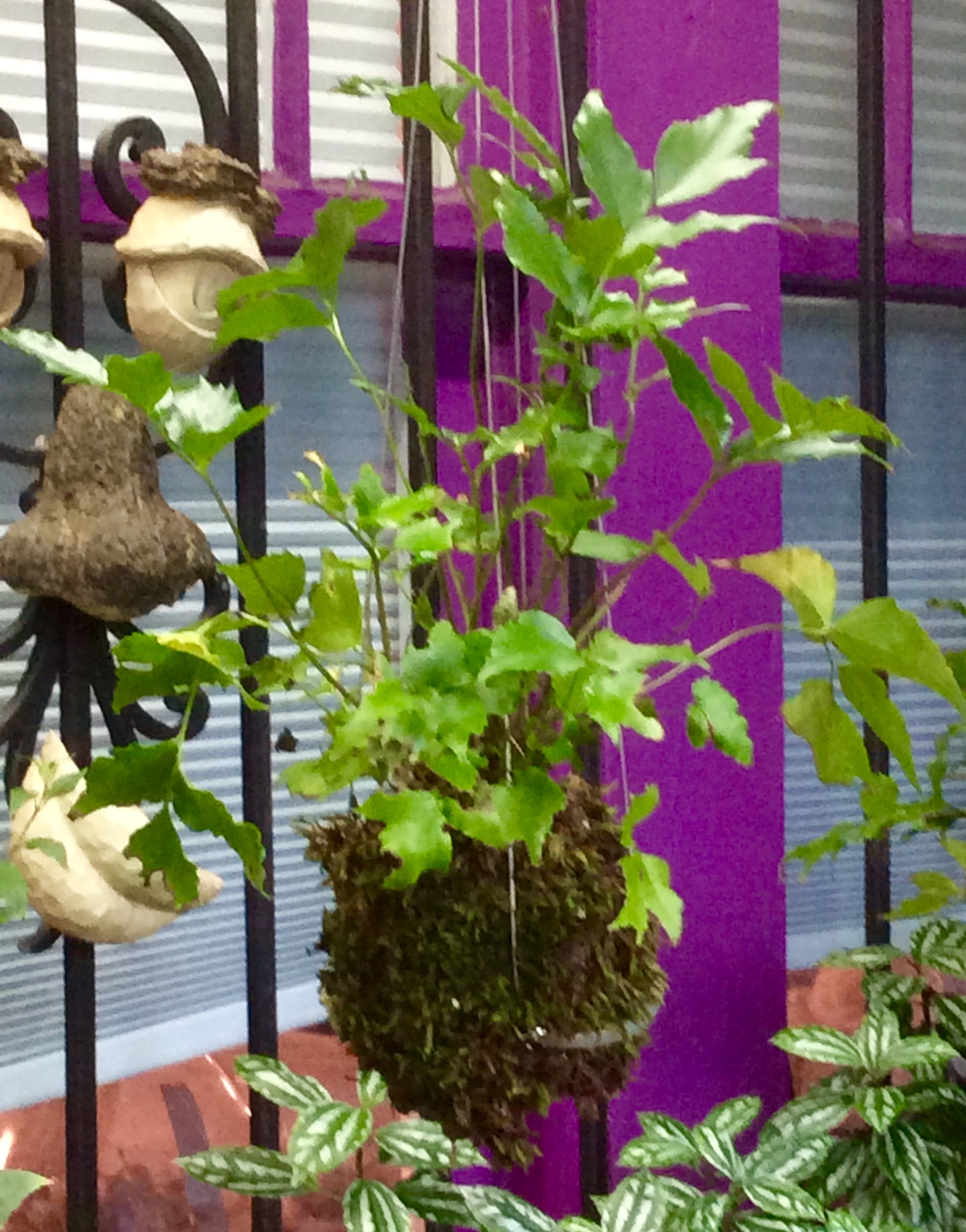 Ferns are traditionally used in kokedama.  This holly fern is a beauty, don't you think?