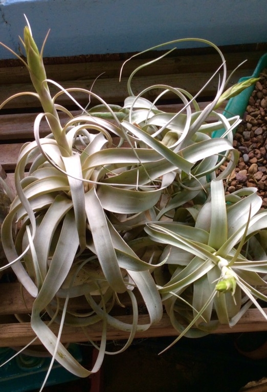 Tillandsia Xerigraphica in Full Bud! Only 4 Available