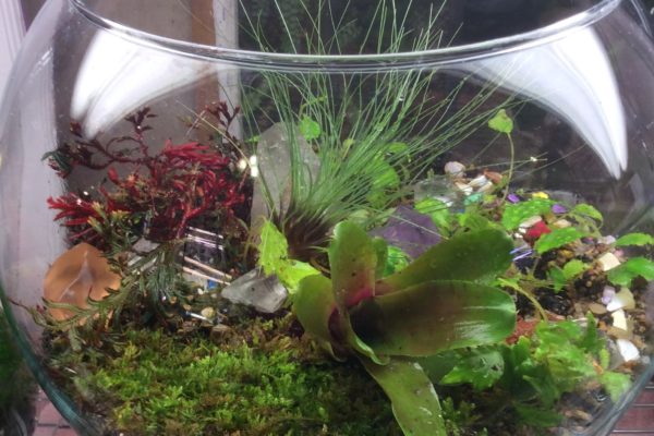 Lucious ten inch bubble bowl, with neoregelia, ruby red spike moss selaginella, tillandsias filifolia, feather moss, tillandsias bulbosaaverage cost for 10 inch