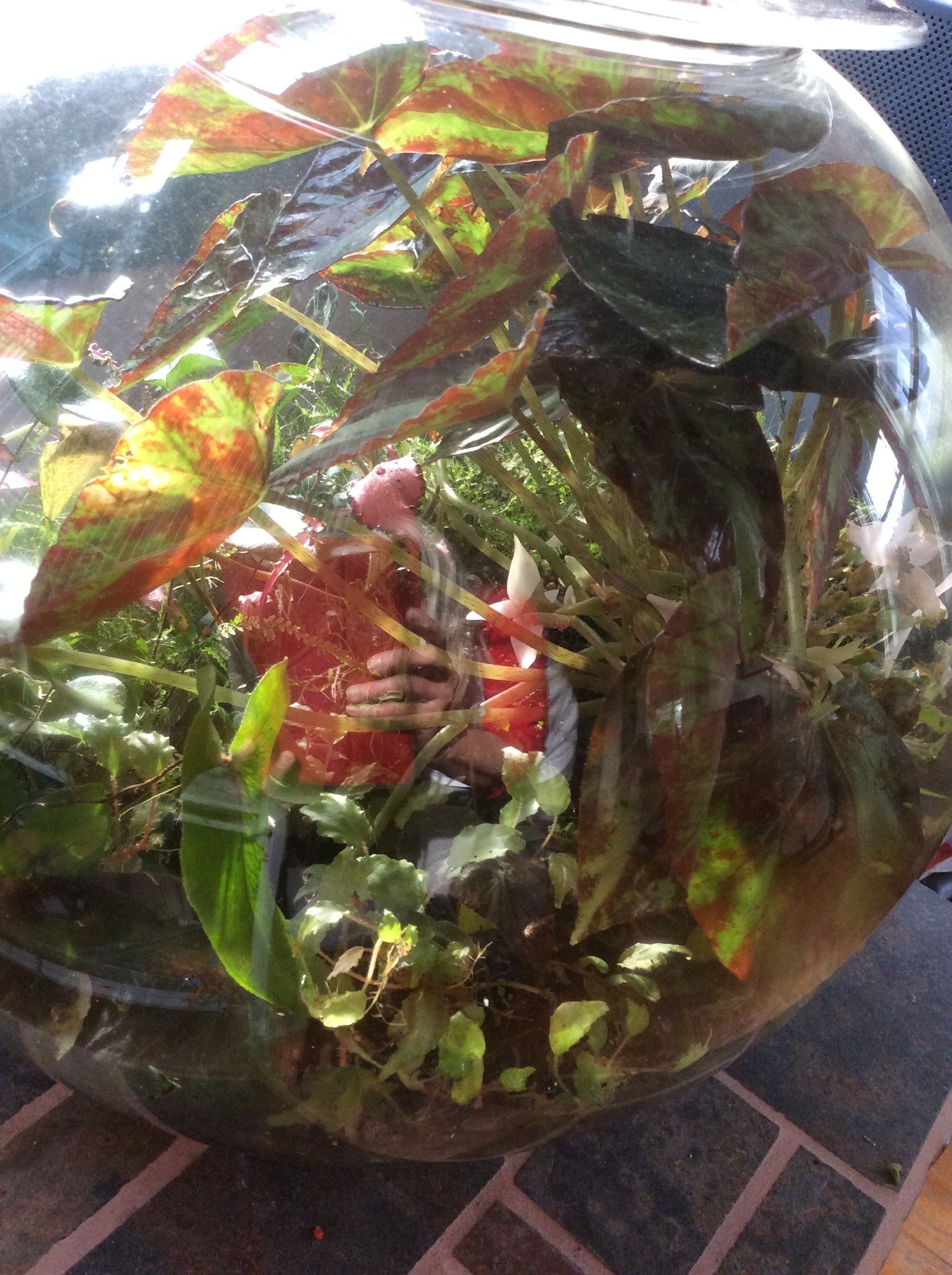 Moms Love Terrariums!  Take a Look and Give Me a Call